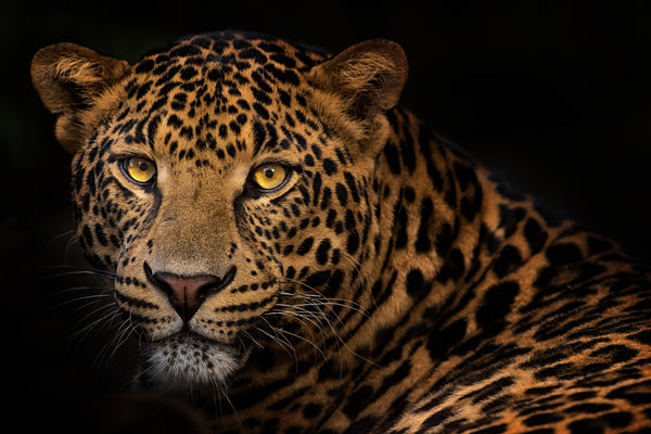 Leopard in Africa