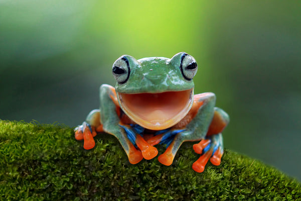 Nature Frog