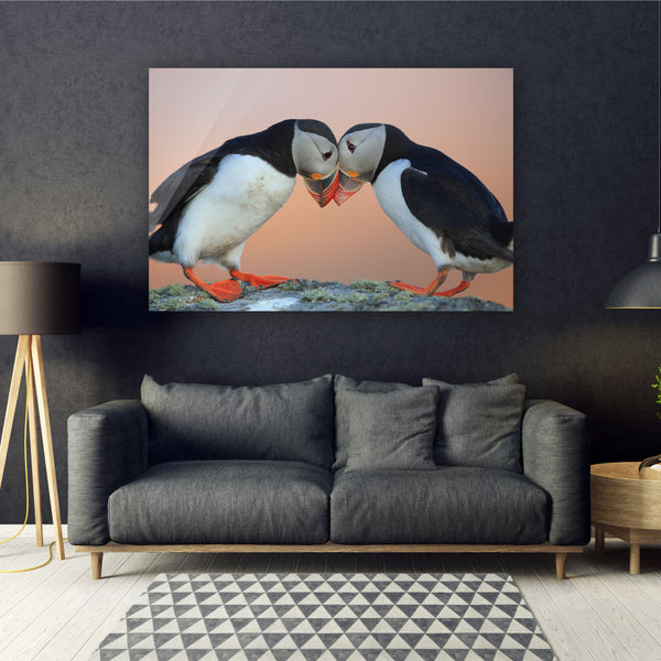 Atlantic Puffins