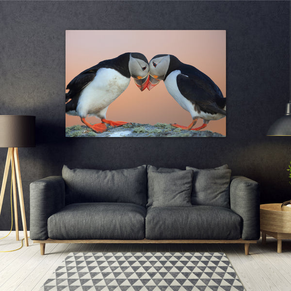 Atlantic Puffins