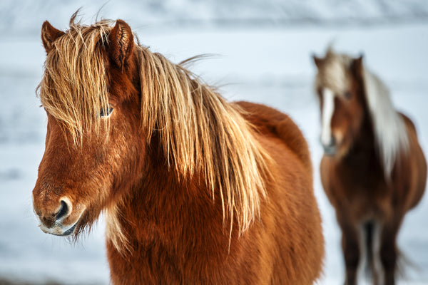 Iceland Horse