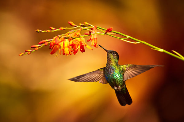 Autumn Hummingbird