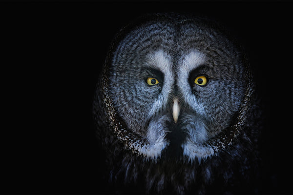 Dark Owl