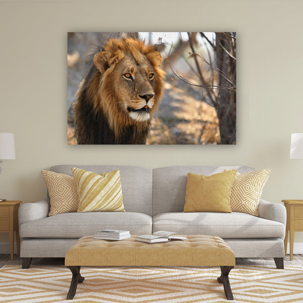 African Lion