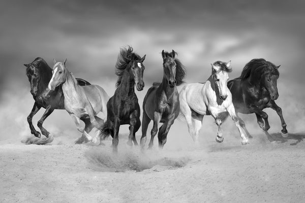 Herd of Horses