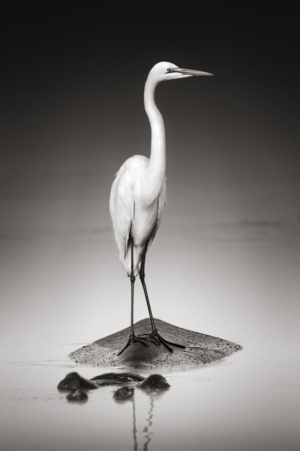 The Great Egret