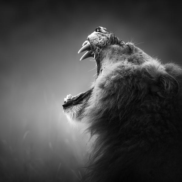 Roaring Lion